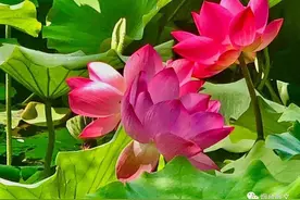 叶展韵｜|上梁大吉图片