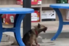 极目快评｜男子割断狗舌头称其吓到了孩子，为子女出气为何如此残忍？图片