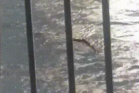 江面上，一个长达10米的不明生物在游动……图片