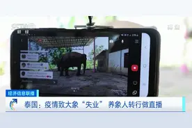 游客数大降！泰国大象“失业”了……图片