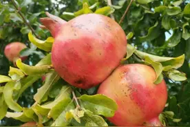 中秋念师恩 | 花好月圆喜相逢图片