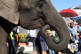 生活还得向前看 泰国“下岗”大象“开直播”图片