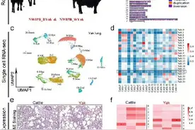 牦牛如何适应高原低氧环境？图片