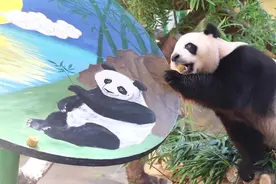 大熊猫三胞胎“萌帅酷”吃月饼过中秋图片