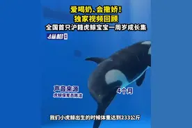 爱喝奶、会撒娇！独家视频回顾，全国首只沪籍虎鲸宝宝一周岁成长集图片