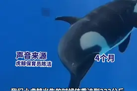 爱喝奶、会撒娇！独家视频回顾，全国首只沪籍虎鲸宝宝一周岁成长集图片