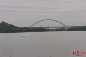 “海上大熊猫”中华白海豚现身广州内河 官方：已注意其动向，呼吁市民不要误捕图片