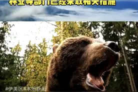 熊出没！黑龙江伊春伊美区发布提醒：正在寻找它的下落图片