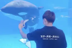 我一岁啦！沪籍虎鲸宝宝“胖豆丁”中秋庆生图片