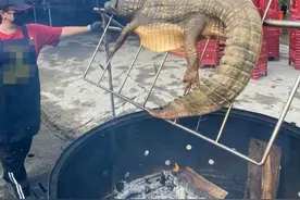 台湾嘉义中秋烤肉惊现“烤全鳄”引发网友争论，有人说“霸气”有人喊“可怕”图片