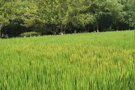周杰伦《稻香》现实版藏在这里！杭州八卦田水稻正处于扬花期，走近稻田能闻到淡香图片