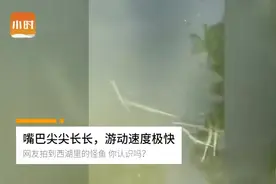 西湖里出现“怪鱼”！嘴巴尖尖长长，游动速度极快，你认识吗？图片