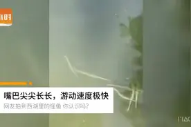 西湖里出现“怪鱼”！嘴巴尖尖长长，游动速度极快，你认识吗？图片