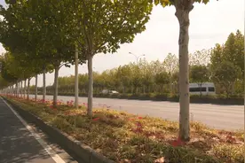 新洲问津大道10万株彼岸花娇艳盛开图片