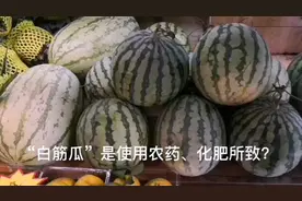 西瓜瓜瓤出现白色？专家：秋天更易出现“白筋瓜”，去掉白筋可放心食用图片