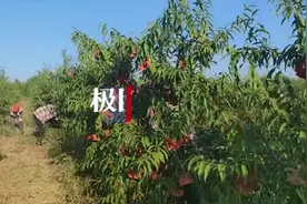 小伙雇60岁以上老人除草10小时80元：他们挣钱机会少，需要补贴家用图片