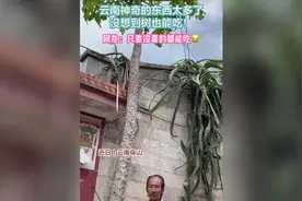 太神奇了！云南有种能吃的树图片