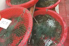 湖北螃蟹中秋后纷纷爬上餐桌 每斤最高达到100元 汉产大螃蟹最快月底上市图片