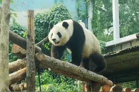 北京动物园大熊猫走独木桥惹人喜爱图片