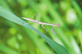 深晚记者独家揭秘深圳9岁男孩与昆虫世界的趣事 不是在找虫就是在找虫的路上图片