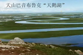 巴音布鲁克的天鹅丨旱域生灵图片