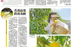电白旦场镇种出水果“奢侈品”：新奇黄晶果，要蹚黄金路图片