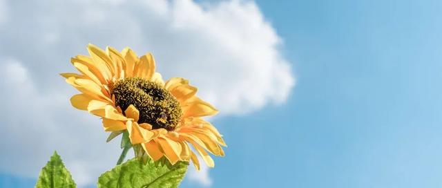 胆汁反流胃炎能吃花胶吗 2025年胆汁反流胃炎可以吃花生吗