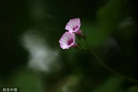 江苏淮安：古黄河沿岸牵牛花盛开图片