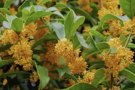 【探索】可观可食，“浑身是宝”的桂花树有这些妙用图片