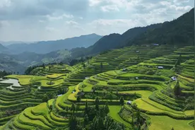 贵州三都：万亩梯田稻谷迎来丰收图片