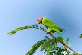 可可爱爱！22只花头鹦鹉罕见同框→图片