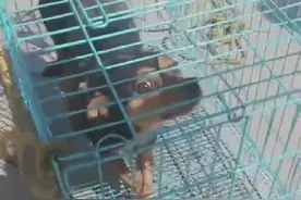 流浪狗掉入三米深粪坑，爱心人士搭梯子将它救出图片