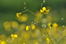 ＂随便＂不要说＂Whatever＂，超级粗鲁，赶紧改过来图片