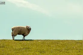 火出圈的《羊了个羊》，到底做了什么？图片