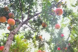 火红的果实挂满枝头，枣庄薛城石榴喜丰收图片