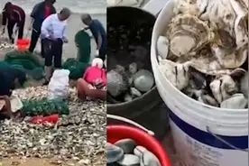 台风过后青岛海滩出现大量海鲜：蛤蜊海蛤蜊一大桶，市民收获丰富视频封面