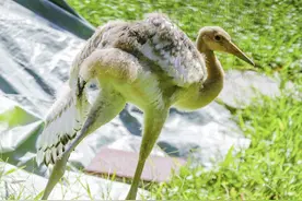 台北动物园丹顶鹤宝宝将命名为“哩鹤”谐音闽南语“你好”图片