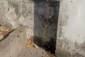 蜜蜂“出逃”后大闹收费站，怎么驱赶，高速人有办法图片
