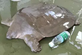 韩江潮州段再现“水中大熊猫”鼋，体重超19公斤图片