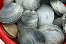 ​台风过后，青岛海滩上全是海鲜！海蛎子、花螺、扇贝……图片