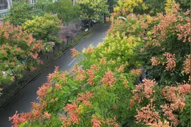 栾花盛开秋意渐浓 彩色的秋天等你来图片