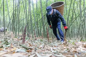 尝鲜正当时 金佛山方竹笋迎来采笋季图片