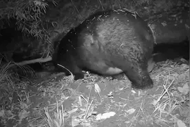 红外相机哀牢山拍到疑似怀孕黑熊活动画面图片