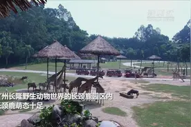 走进长隆野生动物世界 看长颈鹿的日常萌态图片