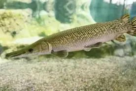 “异宠风”兴起？人民日报：不是什么动物都能作为宠物图片