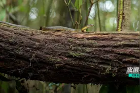 《这里是海南：秘境寻踪》第三季第八集：雨林觅蛇踪 身“穿”七彩衣的蛇你见过吗？图片