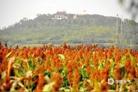 秋风起高粱红 河南汝州田间丰收好景象图片