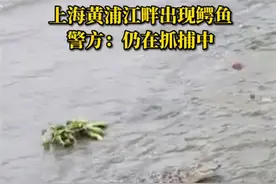 上海黄浦江畔惊现鳄鱼，这事可一点都不萌图片
