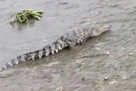 鳄鱼现身黄浦江，业内人士称不是扬子鳄，警方正在搜寻图片