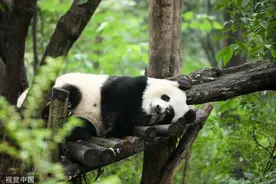 成都：大熊猫憨态可掬悠然自得 开始新一周营业图片